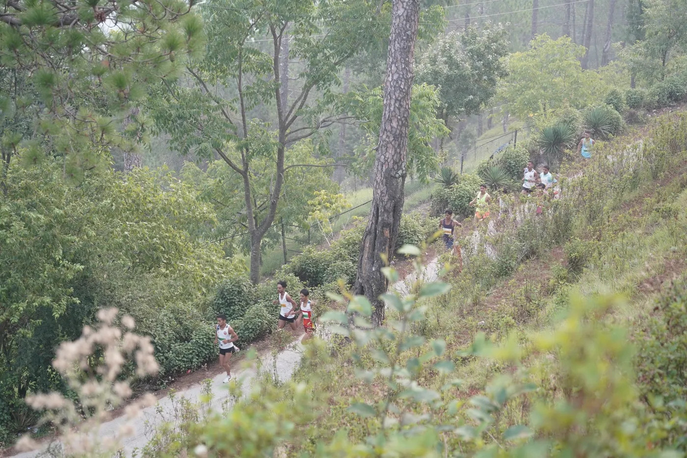 Runners climbing a pine-covered hillside road.
